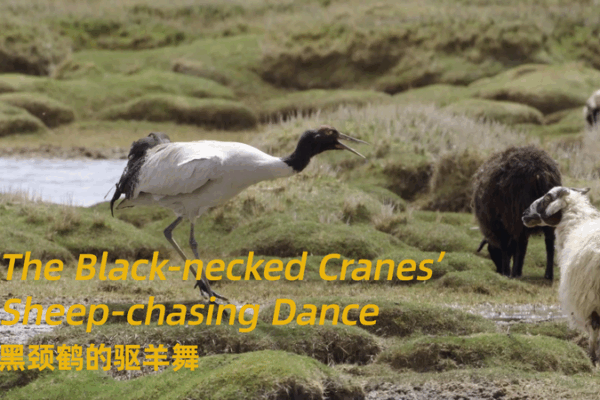 Danse spectaculaire des grues à cou noir dans les marais de Xizang Danse spectaculaire des grues à cou noir dans les marais de Xizang video poster