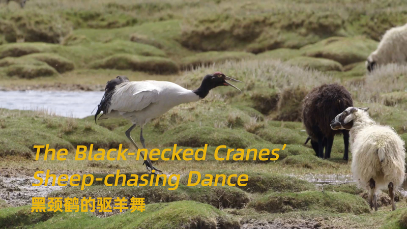 Danse spectaculaire des grues à cou noir dans les marais de Xizang video poster