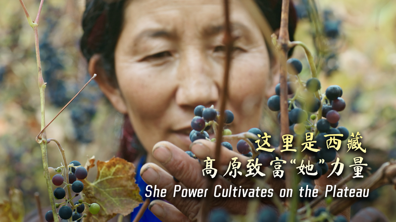 Pouvoir Féminin sur le Plateau : Les Femmes Cultivent un Vignoble à Xizang Pouvoir Féminin sur le Plateau : Les Femmes Cultivent un Vignoble à Xizang video poster