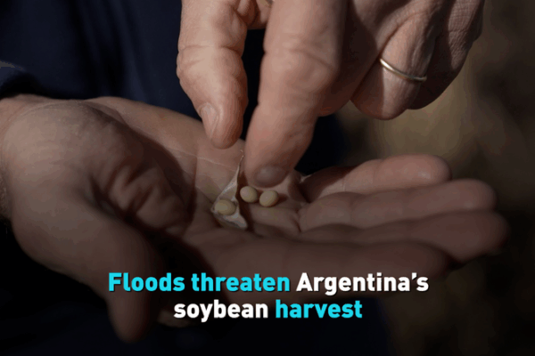 Les inondations menacent la récolte de soja en Argentine Les inondations menacent la récolte de soja en Argentine video poster