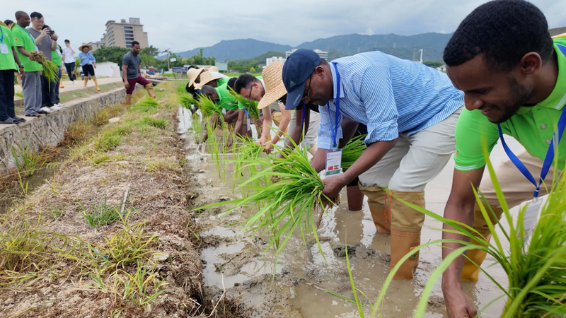 Des Délégués Africains Rapportent du Savoir-Faire sur le Riz Pérenne de Chine Des Délégués Africains Rapportent du Savoir-Faire sur le Riz Pérenne de Chine