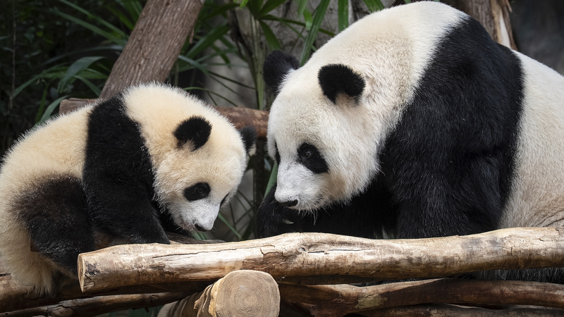 Rencontrez Jia Jia et De De : les premiers jumeaux pandas locaux de Hong Kong Rencontrez_Jia_Jia_et_De_De___les_premiers_jumeaux_pandas_locaux_de_Hong_Kong
