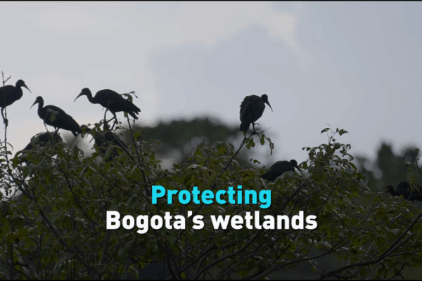 Les zones humides de Bogota menacées : comment une ville construite sur l’eau lutte pour son avenir Les zones humides de Bogota menacées : comment une ville construite sur l'eau lutte pour son avenir video poster