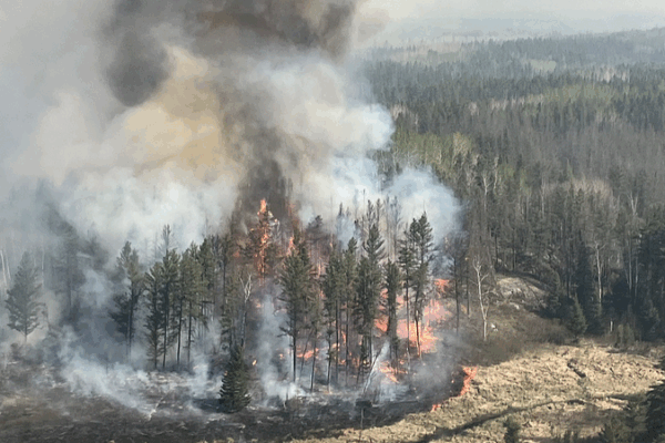 Les incendies de forêt réduisent la capacité de récupération des forêts mondiales, selon une étude Les incendies de forêt réduisent la capacité de récupération des forêts mondiales, selon une étude
