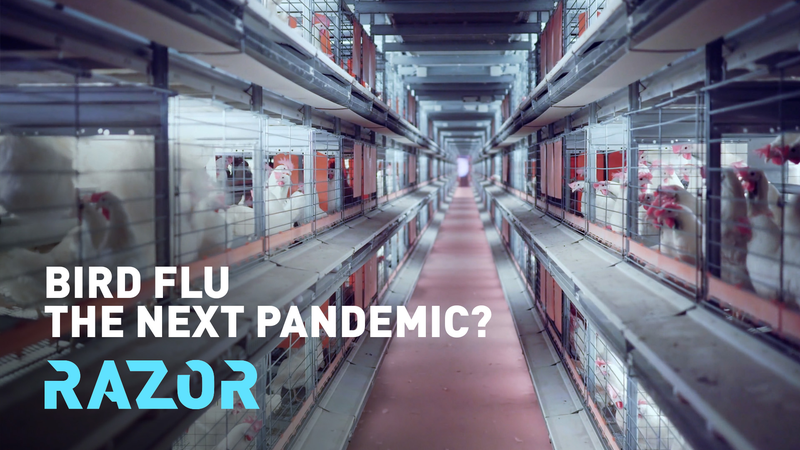 La grippe aviaire H5N1 est-elle la prochaine menace pandémique ? La grippe aviaire H5N1 est-elle la prochaine menace pandémique ? video poster