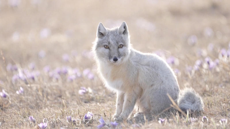 Rare duo de renards corsacs cherchant de la nourriture dans les steppes de la Mongolie intérieure Rare duo de renards corsacs cherchant de la nourriture dans les steppes de la Mongolie intérieure video poster