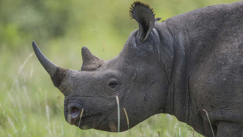 Plus de 100 rhinocéros perdus à cause du braconnage en Afrique du Sud cette année Plus de 100 rhinocéros perdus à cause du braconnage en Afrique du Sud cette année