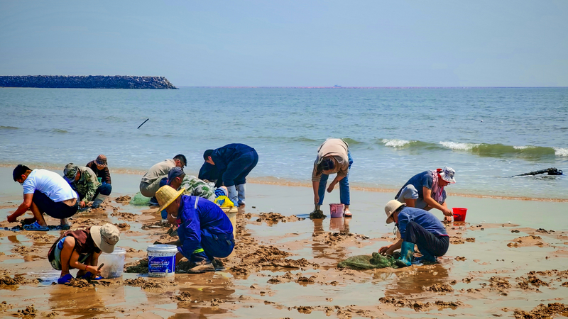 La folie de la pêche aux palourdes crée l’engouement sur la côte à Rizhao La folie de la pêche aux palourdes crée l'engouement sur la côte à Rizhao