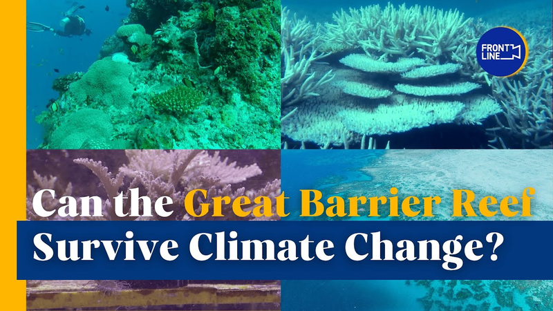 Le grand récif de corail peut-il survivre au changement climatique ? Le grand récif de corail peut-il survivre au changement climatique ? video poster