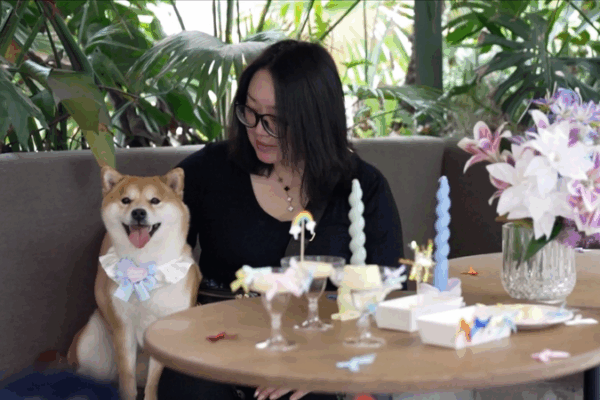 La consommation liée aux animaux de compagnie en Chine connaît un boom avec des cafés et des garderies pour chiens uniquement La consommation liée aux animaux de compagnie en Chine connaît un boom avec des cafés et des garderies pour chiens uniquement video poster