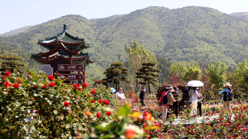 Quand l’IA Rencontre les Fleurs : Les Roses et la Technologie Stimulent le Tourisme à Pékin Quand l'IA Rencontre les Fleurs : Les Roses et la Technologie Stimulent le Tourisme à Pékin