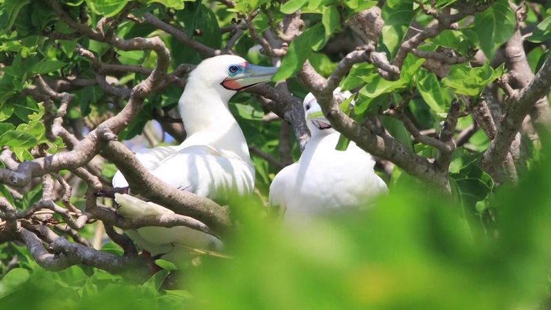Sanctuaire sous-marin de Sansha : 25 ans de biodiversité Sanctuaire sous-marin de Sansha : 25 ans de biodiversité video poster