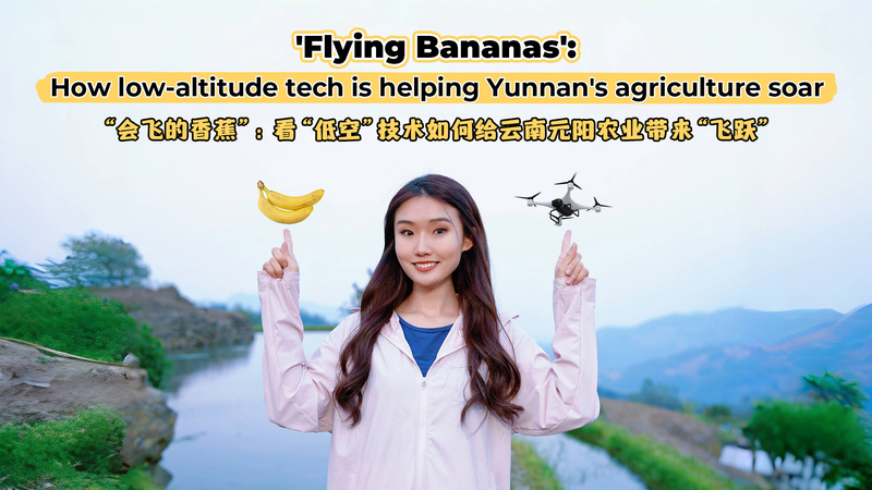 Bananes volantes : les drones transforment l’agriculture du Yunnan Bananes volantes : les drones transforment l'agriculture du Yunnan video poster