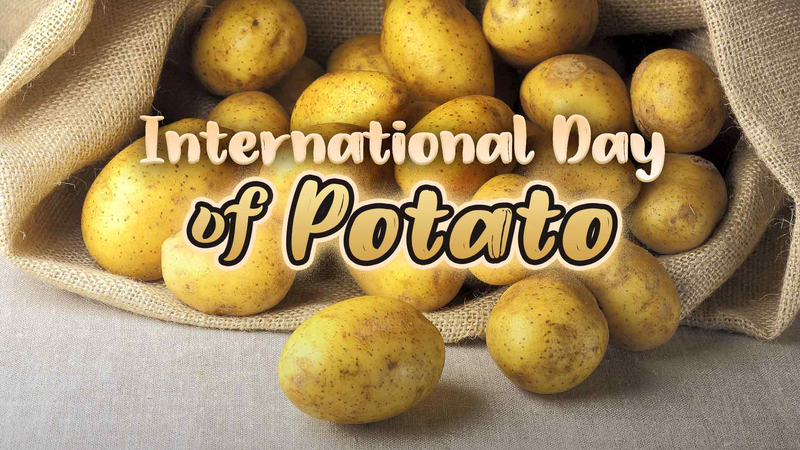 Journée internationale de la pomme de terre : une célébration mondiale du tubercule humble