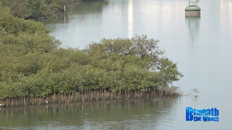 La Chine continentale et l’Indonésie unies pour protéger les mangroves de Java La Chine continentale et l'Indonésie unies pour protéger les mangroves de Java video poster