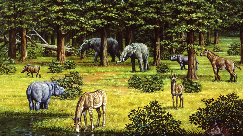 Les plantes ont augmenté la température : rôle de la végétation dans les changements climatiques du Miocène tardif