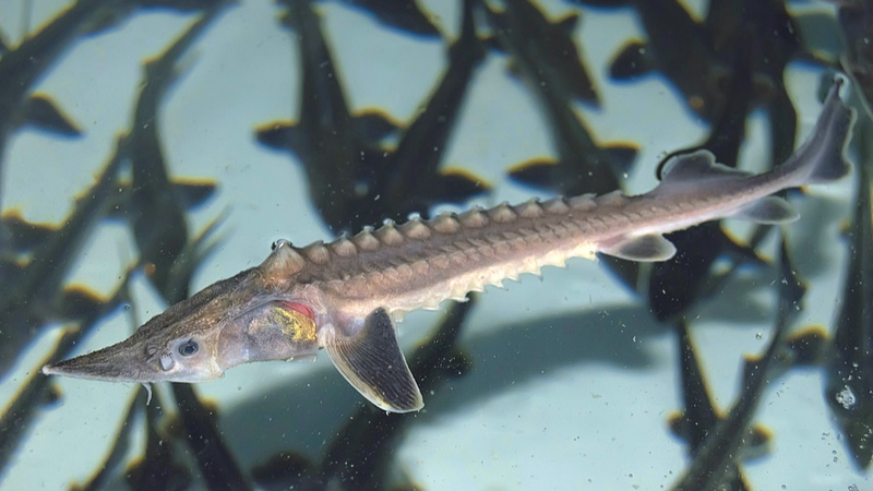 Remontée spectaculaire : Le sturgeon du Yangtze se reproduit naturellement après 20 ans Remontée spectaculaire : Le sturgeon du Yangtze se reproduit naturellement après 20 ans