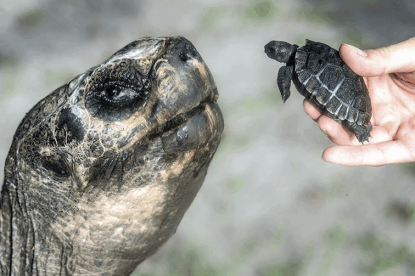 Goliath, la tortue de 135 ans, célèbre sa première fête des pères Goliath, la tortue de 135 ans, célèbre sa première fête des pères