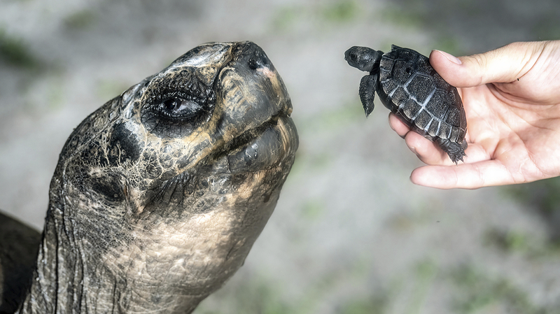 Goliath, la tortue de 135 ans, célèbre sa première fête des pères
