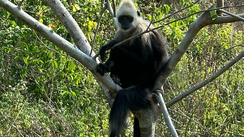 Pourquoi les excréments de langur à tête blanche sont essentiels à leur survie Pourquoi les excréments de langur à tête blanche sont essentiels à leur survie video poster