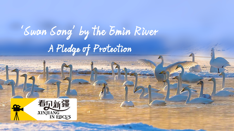 De Deux Cygnes à 180 : L’Essor de la Baie des Cygnes de la Rivière Emin De Deux Cygnes à 180 : L'Essor de la Baie des Cygnes de la Rivière Emin video poster