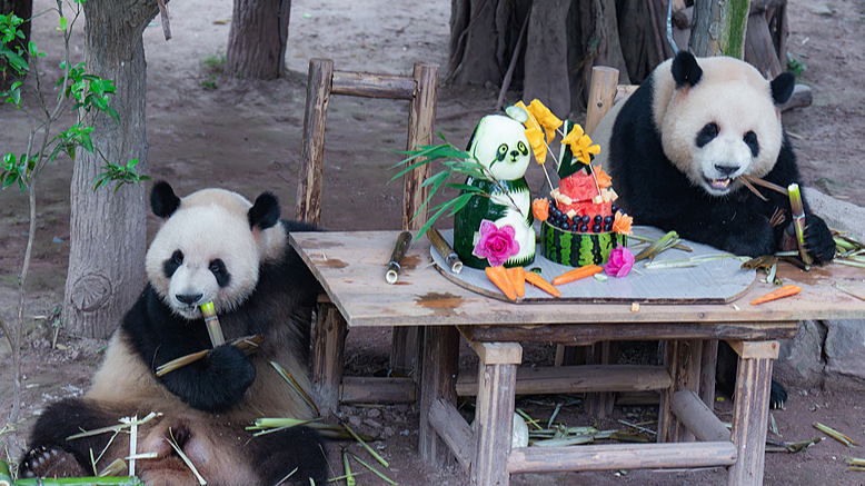 Les jumeaux pandas géants fêtent leurs 4 ans au zoo de Chongqing Les jumeaux pandas géants fêtent leurs 4 ans au zoo de Chongqing