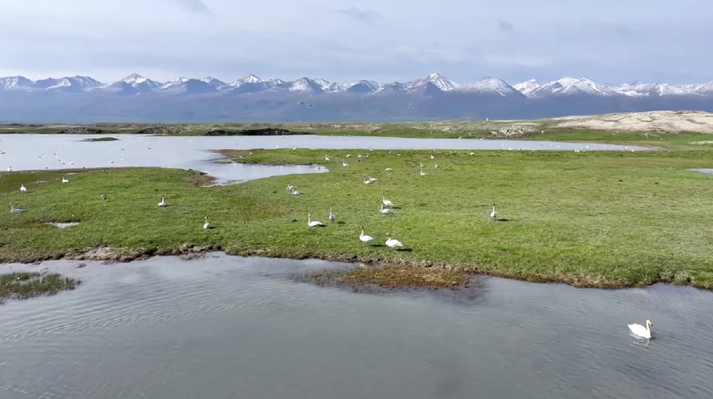 Les zones humides dégelées de Bayinbuluk attirent 10 000 cygnes sauvages Les zones humides dégelées de Bayinbuluk attirent 10 000 cygnes sauvages video poster