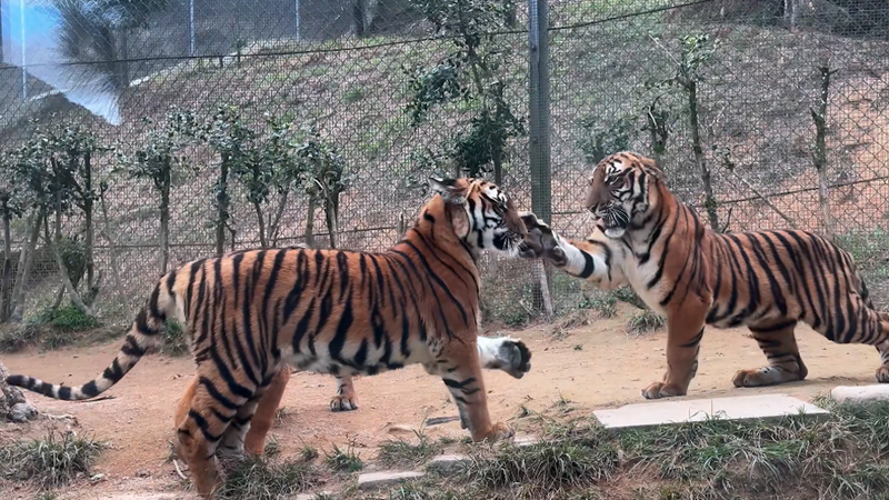 Tigres enjoués ou rivaux féroces ? Décoder le comportement de la ‘claque’ Tigres enjoués ou rivaux féroces ? Décoder le comportement de la 'claque' video poster