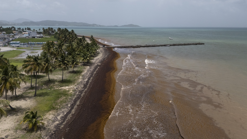 Des piles record de Sargassum sur les plages des Caraïbes en mai