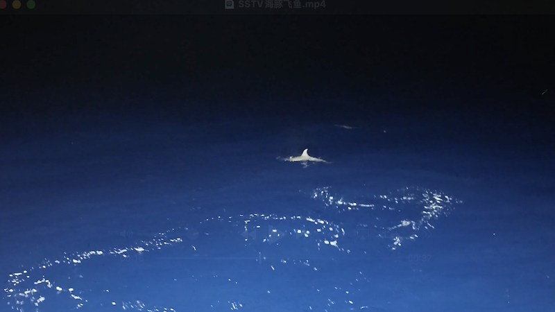 Chasse rare de dauphin : poisson volant capturé au récif de Beijiao Chasse rare de dauphin : poisson volant capturé au récif de Beijiao video poster
