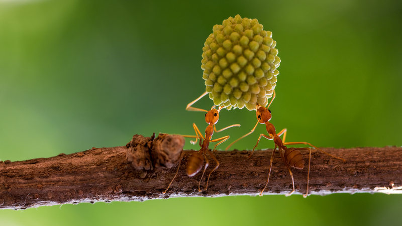 Percée génétique révèle comment les fourmis ont évolué leurs traits sociaux Percée génétique révèle comment les fourmis ont évolué leurs traits sociaux