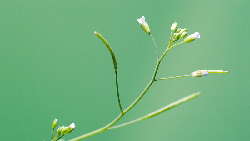 PlantGPT : Une nouvelle ère dans la génomique des plantes PlantGPT : Une nouvelle ère dans la génomique des plantes