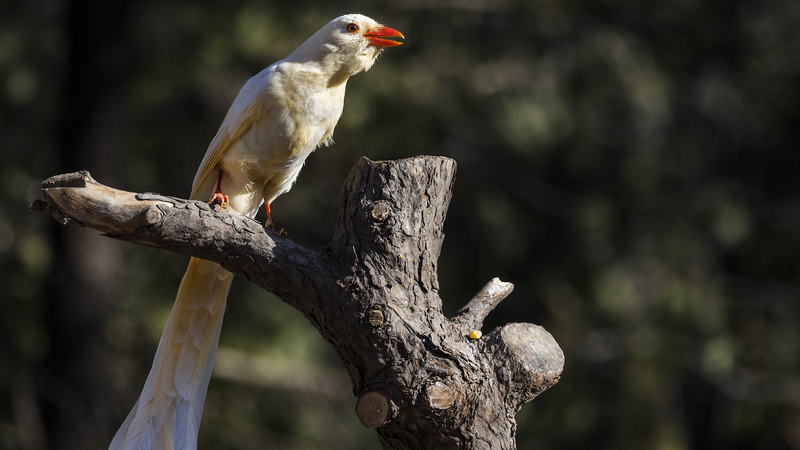 Faune albinos : merveilles fragiles et quête de leur protection Faune albinos : merveilles fragiles et quête de leur protection