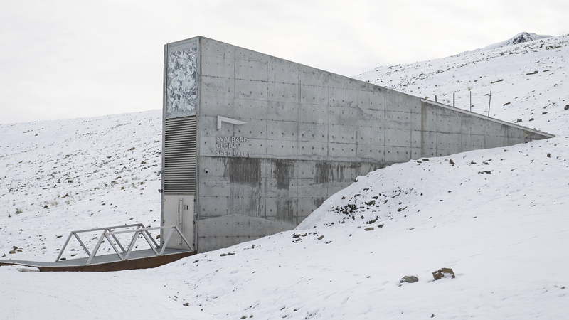14 banques de gènes déposent 11 200 graines dans le coffre-fort de Svalbard pour la sécurité alimentaire 14 banques de gènes déposent 11 200 graines dans le coffre-fort de Svalbard pour la sécurité alimentaire