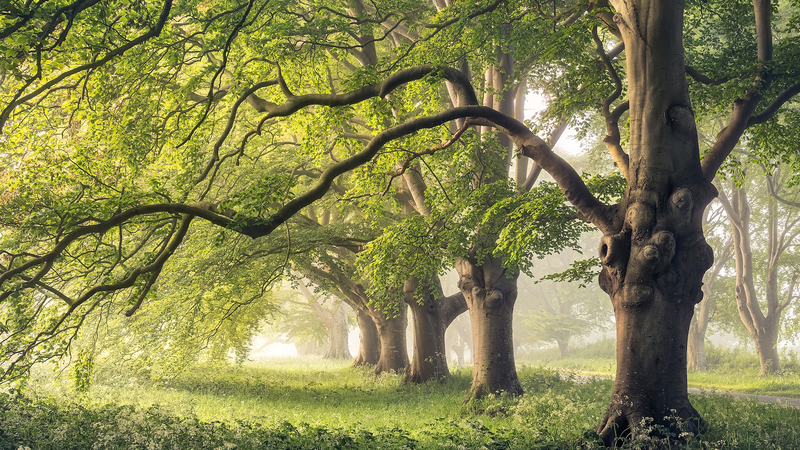 La respiration du tronc des arbres pourrait refroidir les prévisions climatiques La respiration du tronc des arbres pourrait refroidir les prévisions climatiques