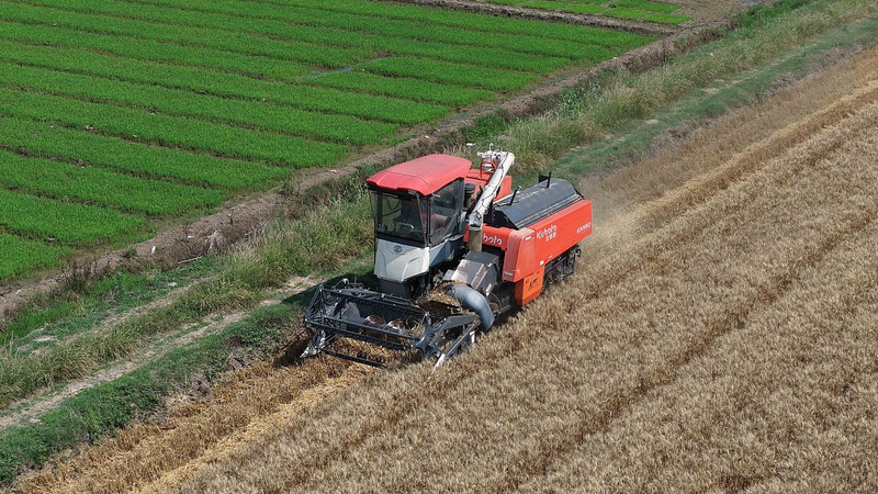 Épi de Grain : Début des plantations alors que les pluies des pruniers commencent Épi de Grain : Début des plantations alors que les pluies des pruniers commencent