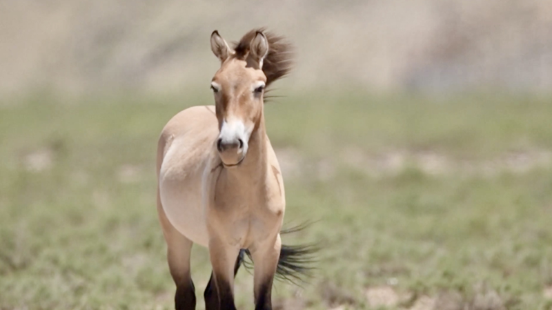 Chevaux de Przewalski en danger relâchés à Ningxia Chevaux de Przewalski en danger relâchés à Ningxia video poster