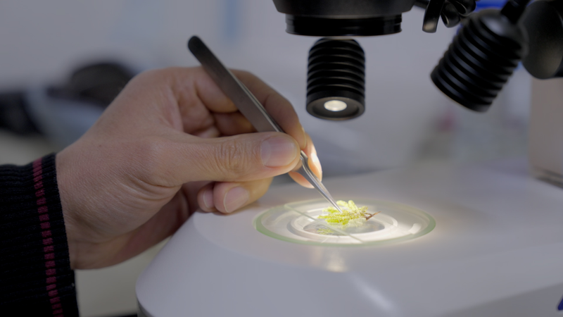 Les scientifiques colombiens protègent les trésors verts de l’Amazonie Les scientifiques colombiens protègent les trésors verts de l'Amazonie video poster