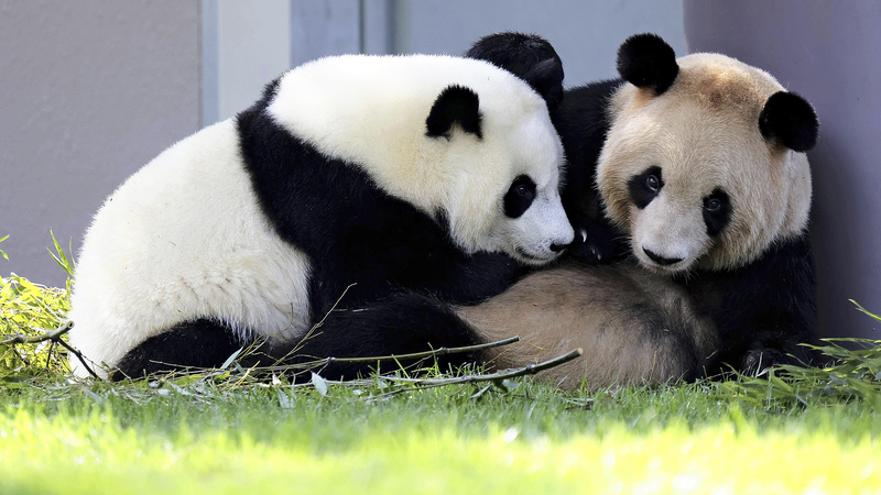 Quatre grands pandas arrivent à Chengdu depuis Wakayama Quatre grands pandas arrivent à Chengdu depuis Wakayama