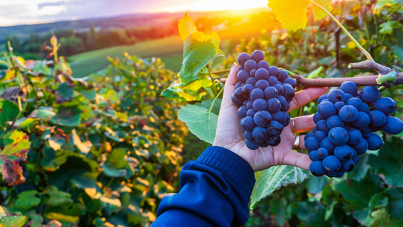 La technologie intelligente stimule un boom du vin dans le nord-ouest de la Chine La_technologie_intelligente_stimule_un_boom_du_vin_dans_le_nord_ouest_de_la_Chine