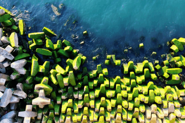 Les algues vertes envahissent le brise-lames dans la baie Victoria de Qingdao Les_algues_vertes_envahissent_le_brise_lames_dans_la_baie_Victoria_de_Qingdao