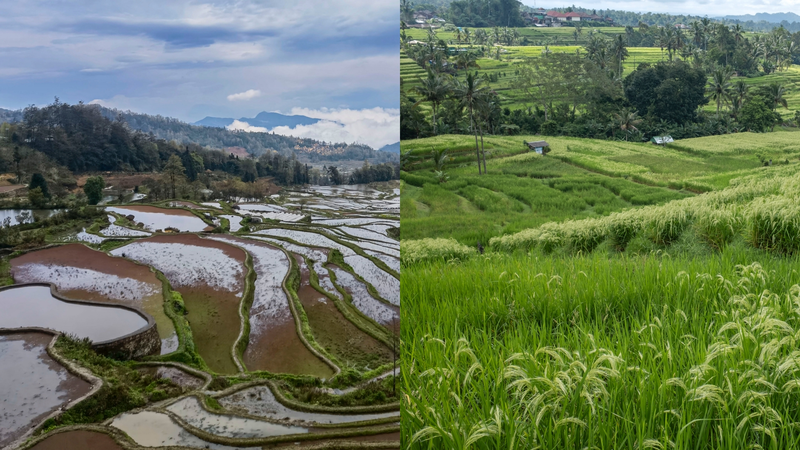 Merveilles_d_irrigation___Les_terrasses_de_Honghe_et_le_Subak_de_Bali