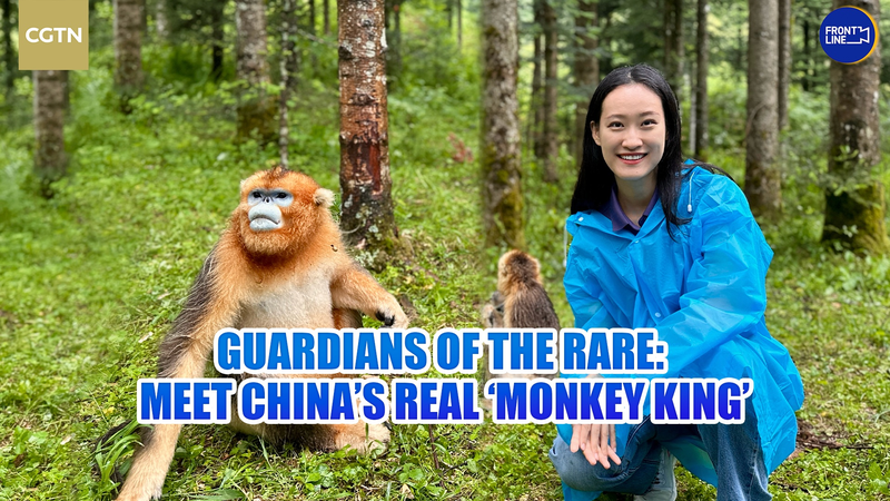 Dans les forêts brumeuses de Shennongjia : Le singe doré au nez retroussé Dans les forêts brumeuses de Shennongjia : Le singe doré au nez retroussé video poster