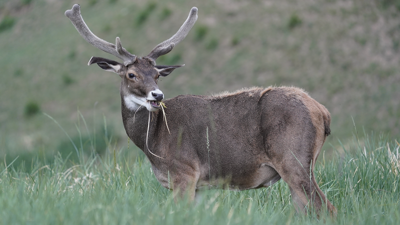 Le microbiome intestinal aide les cerfs à prospérer sur le ‘Toit du monde’ Qinghai-Xizang Le microbiome intestinal aide les cerfs à prospérer sur le 'Toit du monde' Qinghai-Xizang