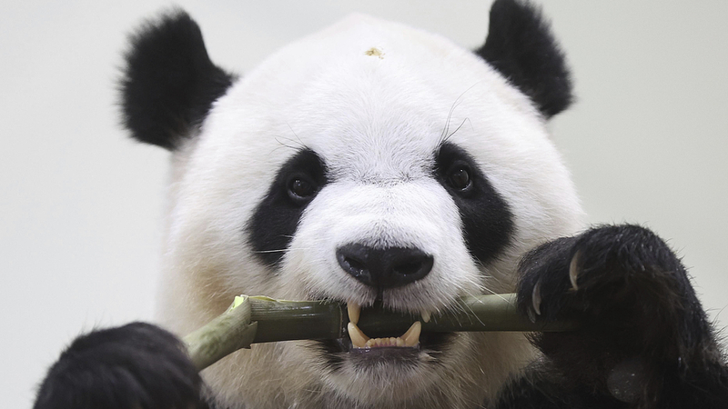 Quatre grands pandas quittent l’Adventure World du Japon pour la Chine continentale Quatre_grands_pandas_quittent_l_Adventure_World_du_Japon_pour_la_Chine_continentale