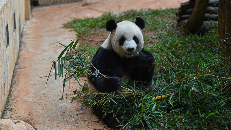 Rencontrez Gong Gong et Shun Shun : La vie des pandas dans le Hainan tropical Rencontrez_Gong_Gong_et_Shun_Shun___La_vie_des_pandas_dans_le_Hainan_tropical video poster