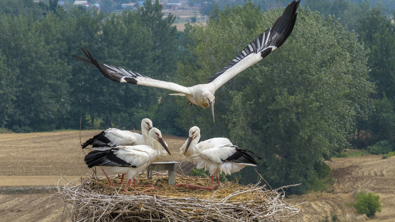Retour des cigognes : cigognes orientales rares nichent dans un havre écologique du Jiangsu Retour des cigognes : cigognes orientales rares nichent dans un havre écologique du Jiangsu