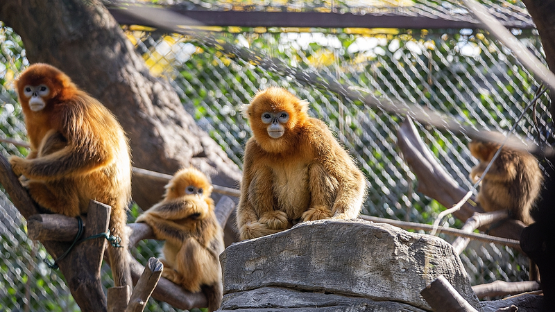 L’IA renforce la protection des singes dorés au nez retroussé dans les Monts Qinling L'IA renforce la protection des singes dorés au nez retroussé dans les Monts Qinling