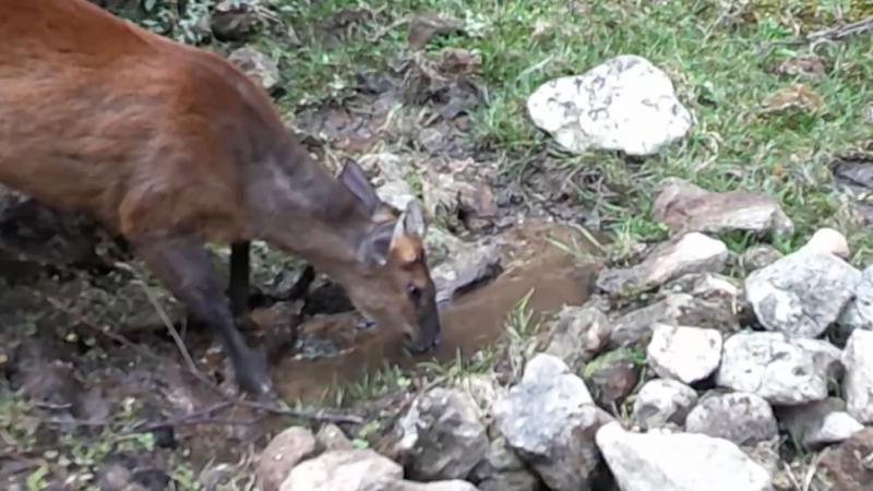 Un petit point d’eau devient une oasis pour la faune dans le Yunnan Un_petit_point_d_eau_devient_une_oasis_pour_la_faune_dans_le_Yunnan video poster