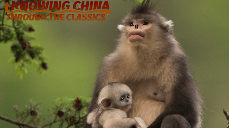 Journée mondiale de l’environnement : Les photos de Xi Zhinong nous inspirent à protéger la nature Journée mondiale de l’environnement : Les photos de Xi Zhinong nous inspirent à protéger la nature